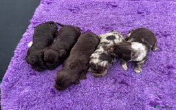 Cockapoo dogs for sale: beautiful toy cockapoo - Image 13