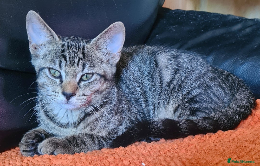 Bengal cats for sale: Mixed bengal kittens   - Image 6
