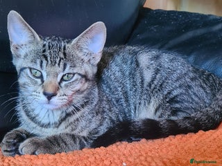 Bengal cats - Advert 30