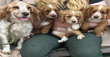 Cocker Spaniel dogs - Advert 14