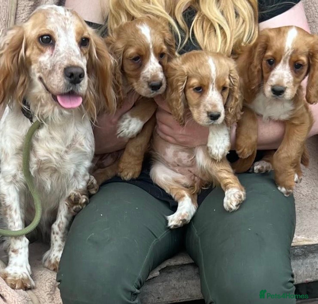 Cocker Spaniel dogs for sale: Beautiful cocker spaniel puppies  - Image 2