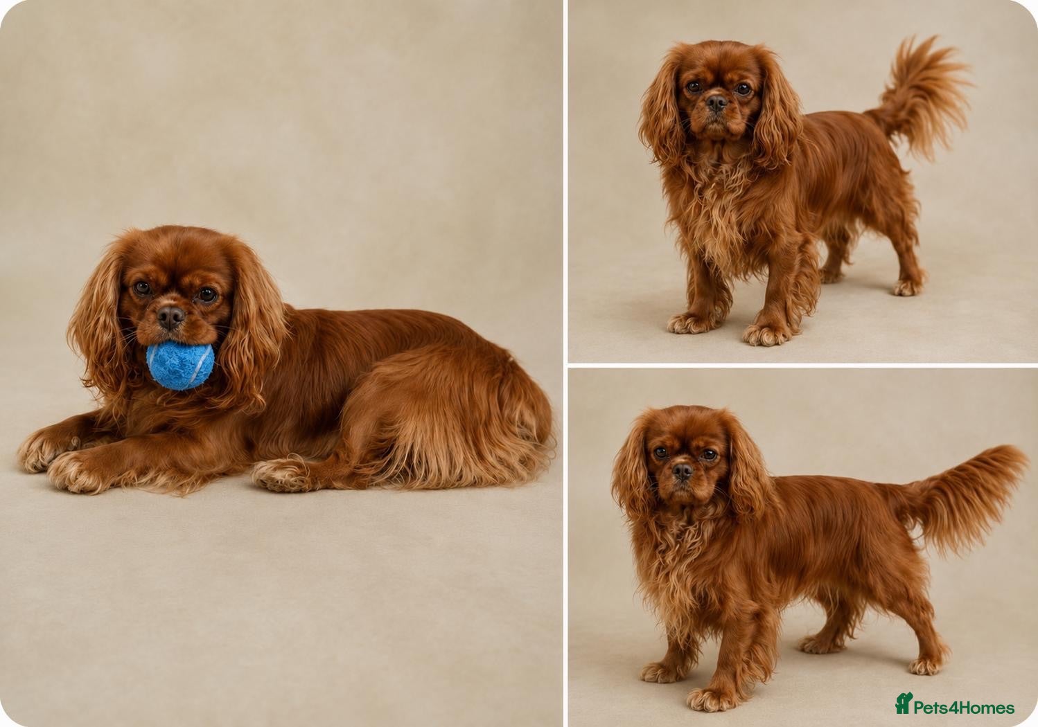 Cavalier King Charles Spaniel dogs STUD only!  KC registered  - Advert 9