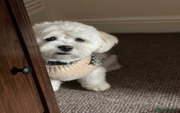 Bichon Frise dogs for sale: Gucci bichon frise - Image 4
