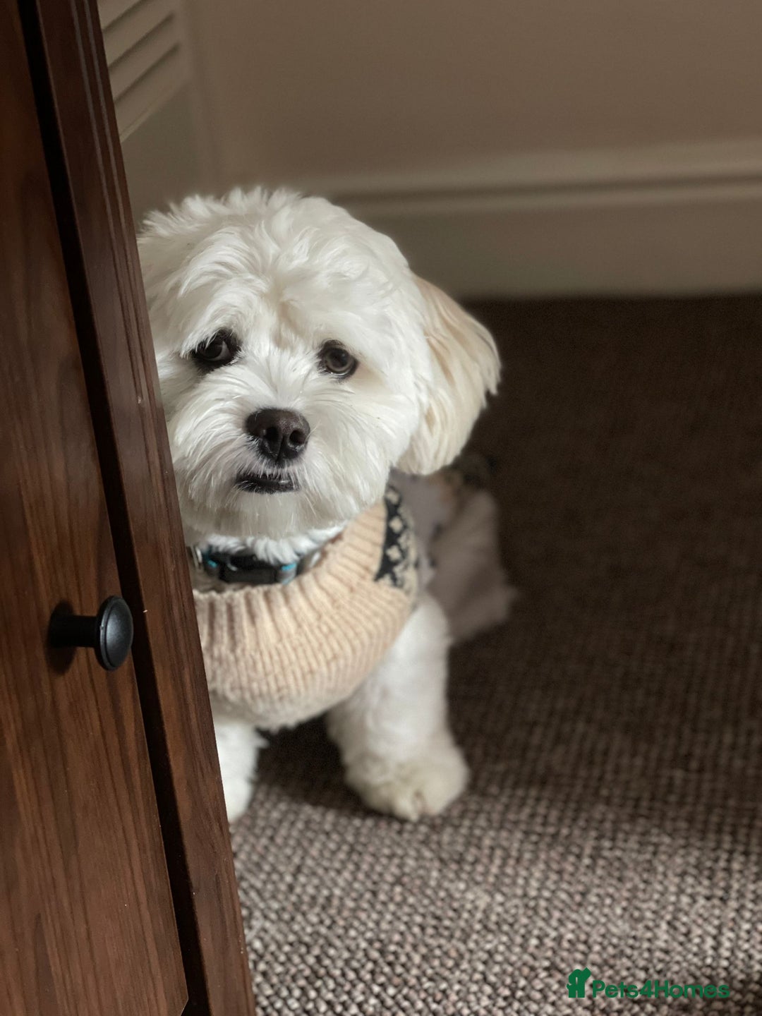 Bichon Frise dogs for sale: Gucci bichon frise - Image 4