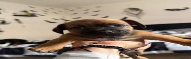 Jackshund 1