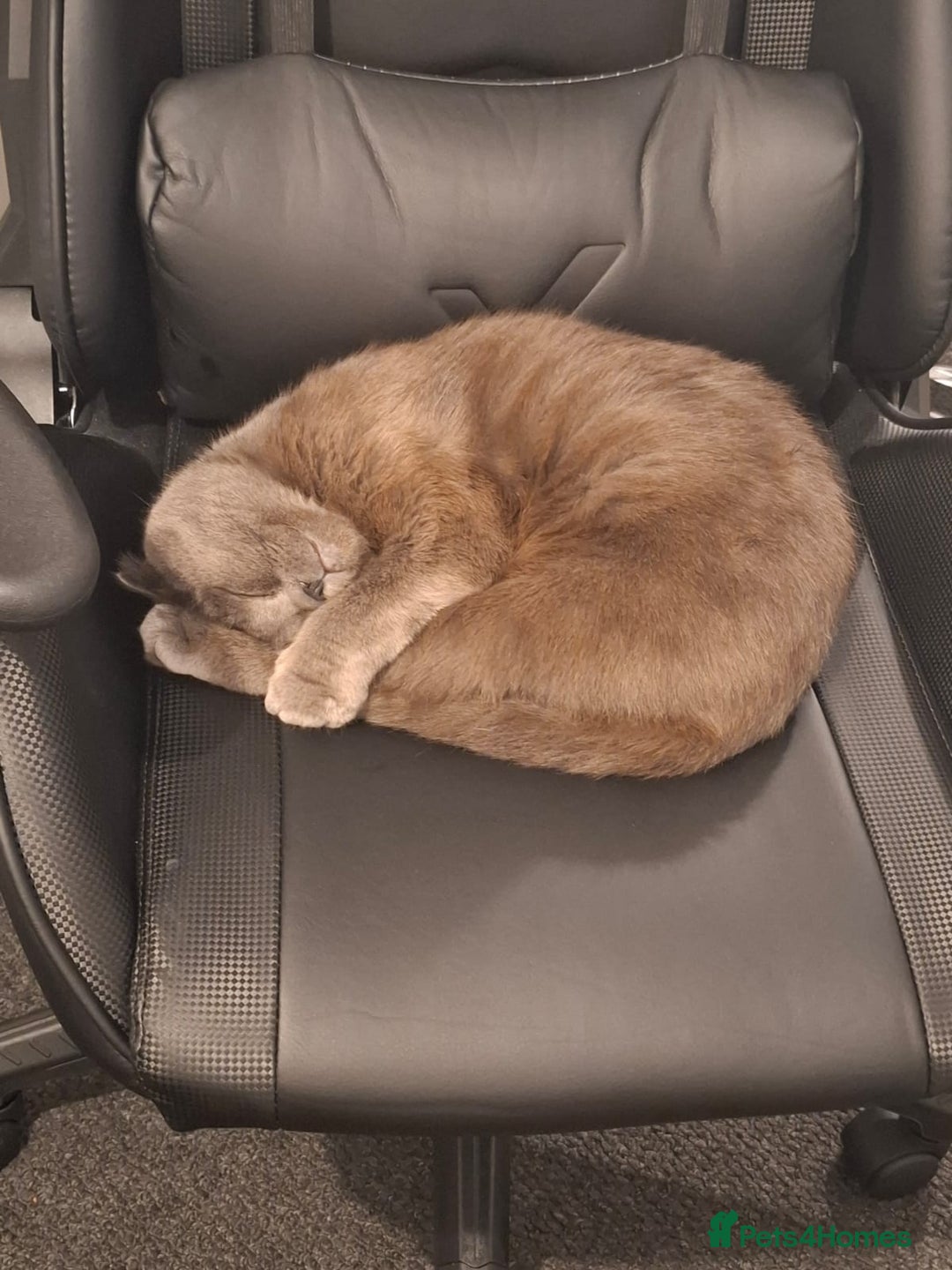 Mixed Breed cats for sale: House cat. British short hair and Scottish fold - Advert 3