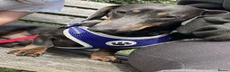 Miniature Dachshund dogs for stud: Blue Boy Proven Stud  in Langport - Advert 2