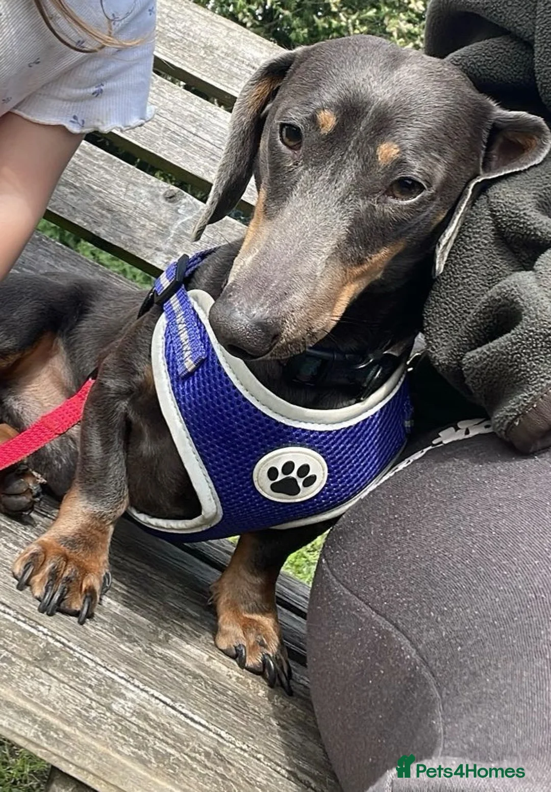 Miniature Dachshund dogs for stud: Blue Boy Proven Stud  in Langport - Advert 2