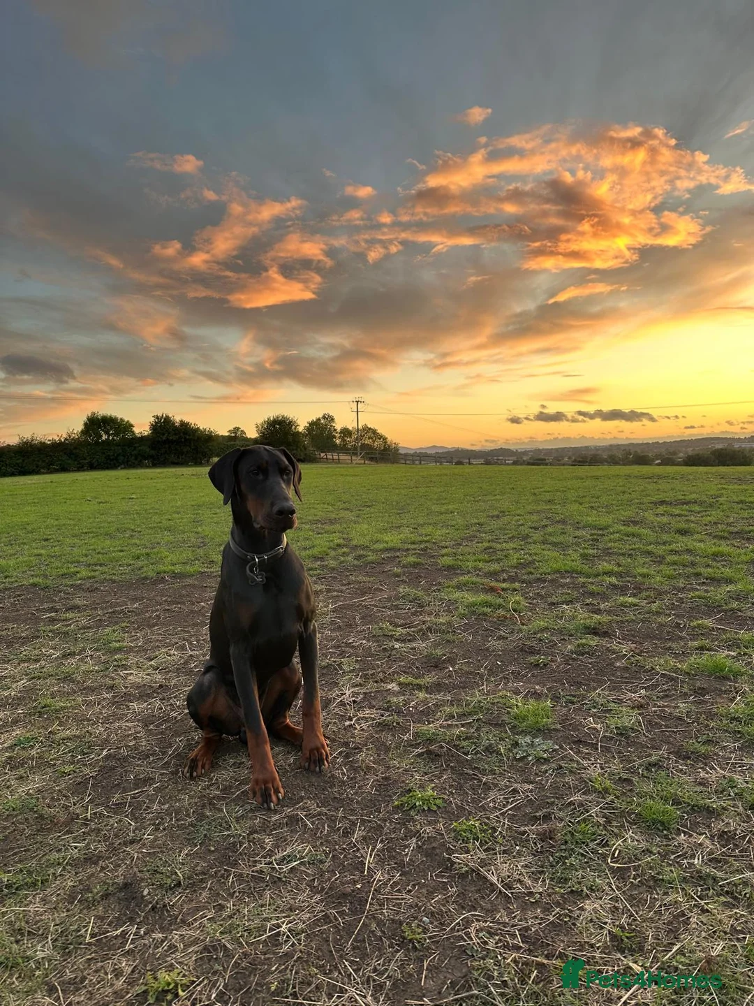 Dobermann dogs for stud: FCI Registered European male for stud - Advert 4