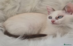 Mixed Breed cats for sale: Adorable Pedigree kitten - GCCF - REDUCED PRICE - Image 5