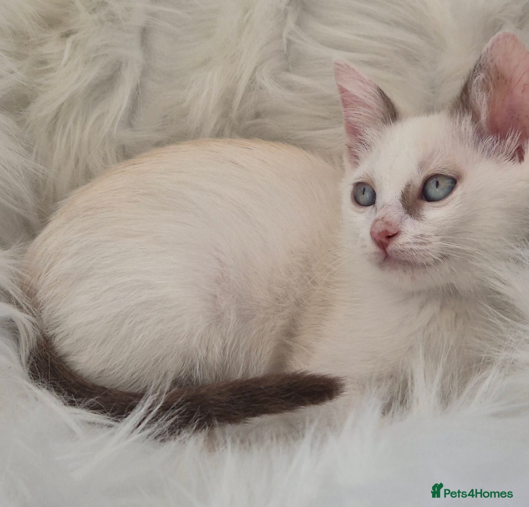 Mixed Breed cats for sale: Adorable Pedigree kitten - GCCF - REDUCED PRICE - Image 5