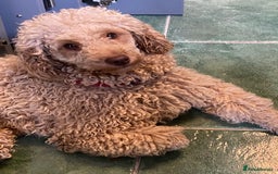 Miniature Poodle dogs for sale: 1.5 years old Miniature Poodle boy for loving home - Image 8