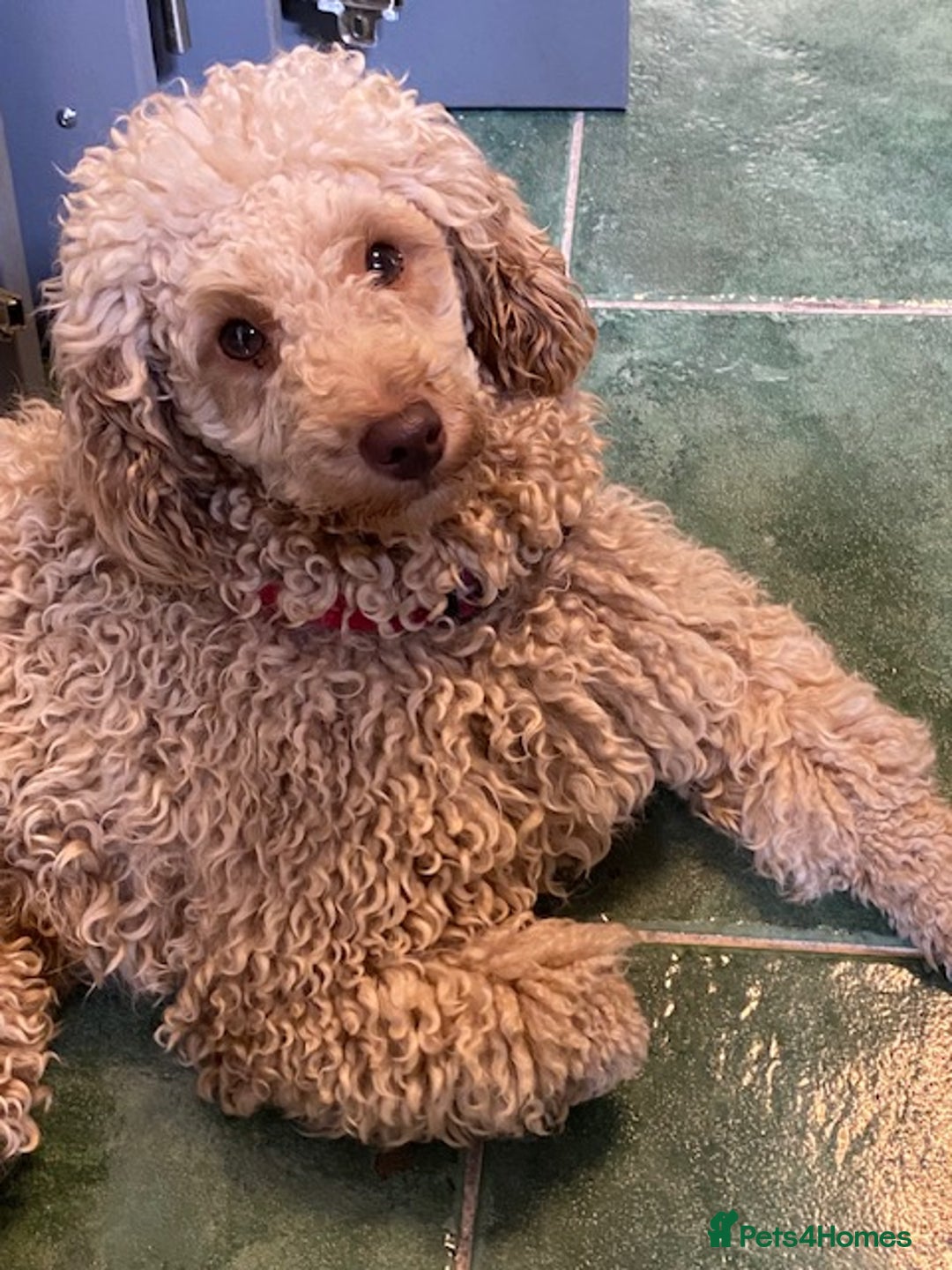 Miniature Poodle dogs for sale: 1.5 years old Miniature Poodle boy for loving home - Image 8