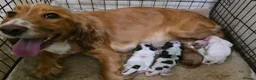 Cocker Spaniel dogs for sale: Cocker spaniel puppies  in Godalming - Advert 6