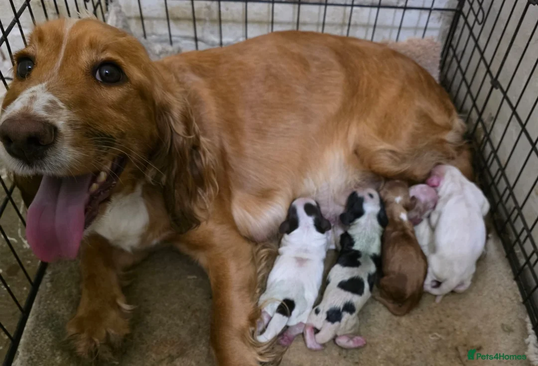 Cocker Spaniel dogs for sale: Cocker spaniel puppies  in Godalming - Advert 6