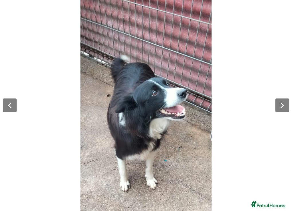 Border Collie dogs Reyna in Worthing - Advert 23