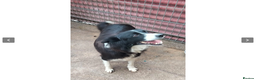 Border Collie dogs for adoption: Reyna in Worthing - Advert 1