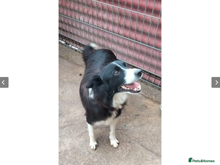 Border Collie dogs in Worthing - Advert 27