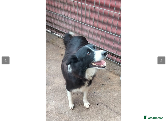 Border Collie dogs in Worthing - Advert 1