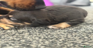 Mixed Breed dogs - Advert 11