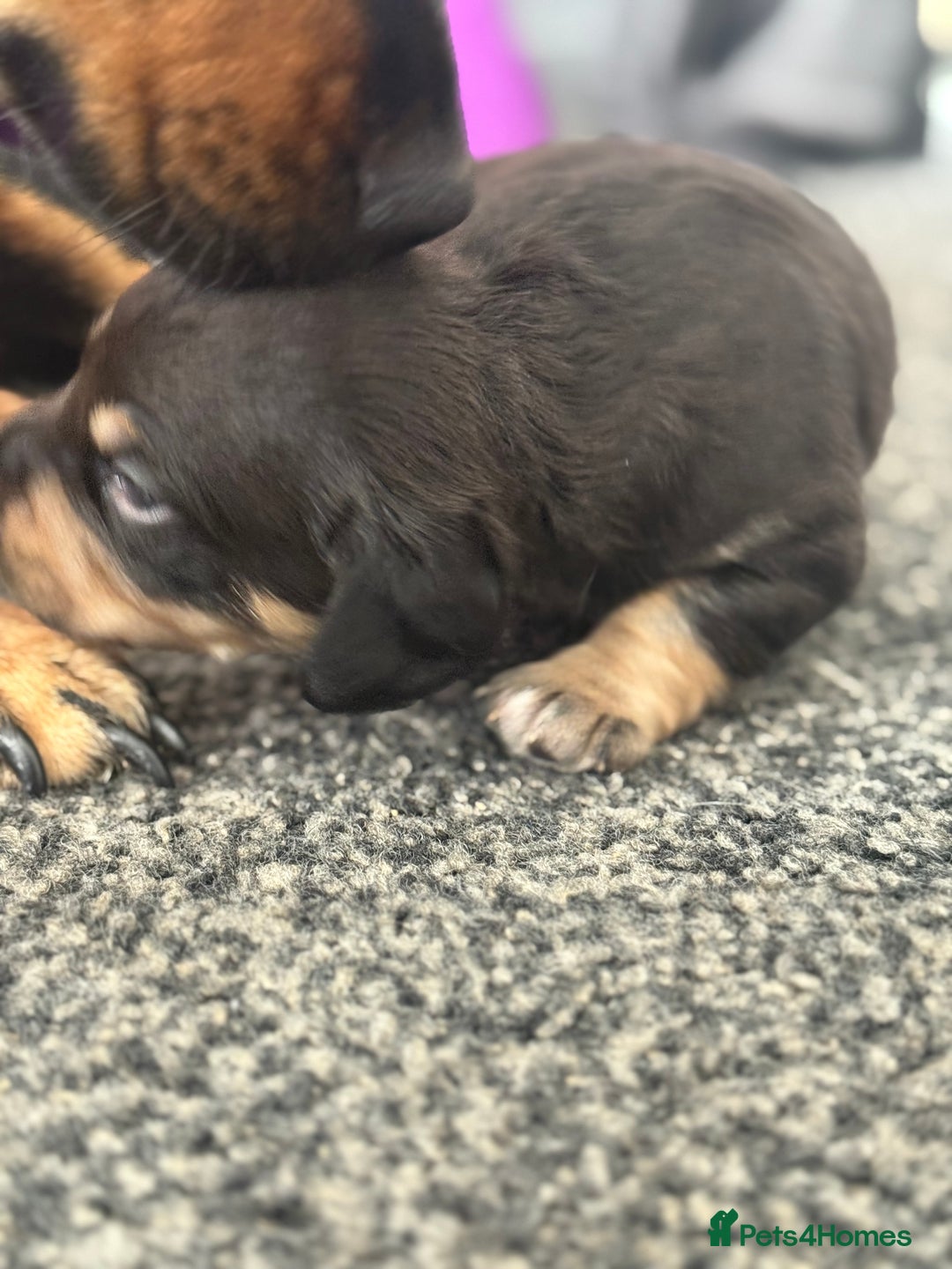 Mixed Breed dogs for sale: French weiner puppies - Image 3