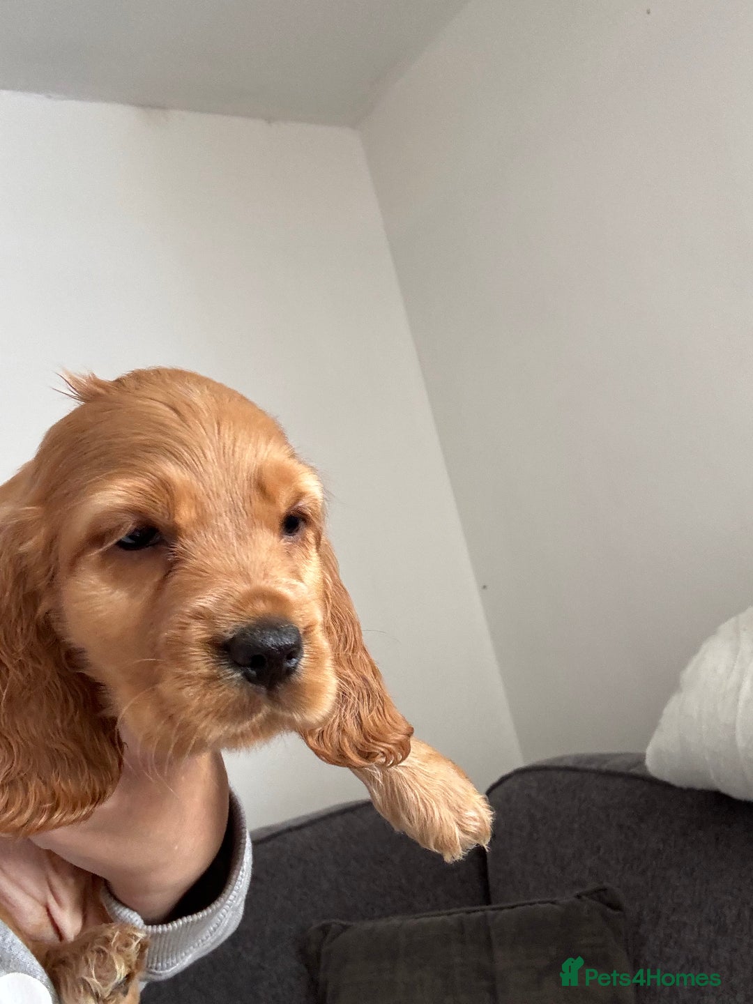 Cocker Spaniel dogs for sale: Beautiful show type cocker spaniel puppies - Image 19