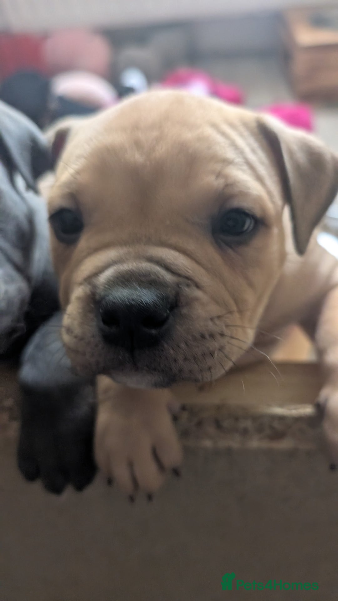 Mixed Breed dogs for sale: Beautiful pups with stunning markings  - Image 7