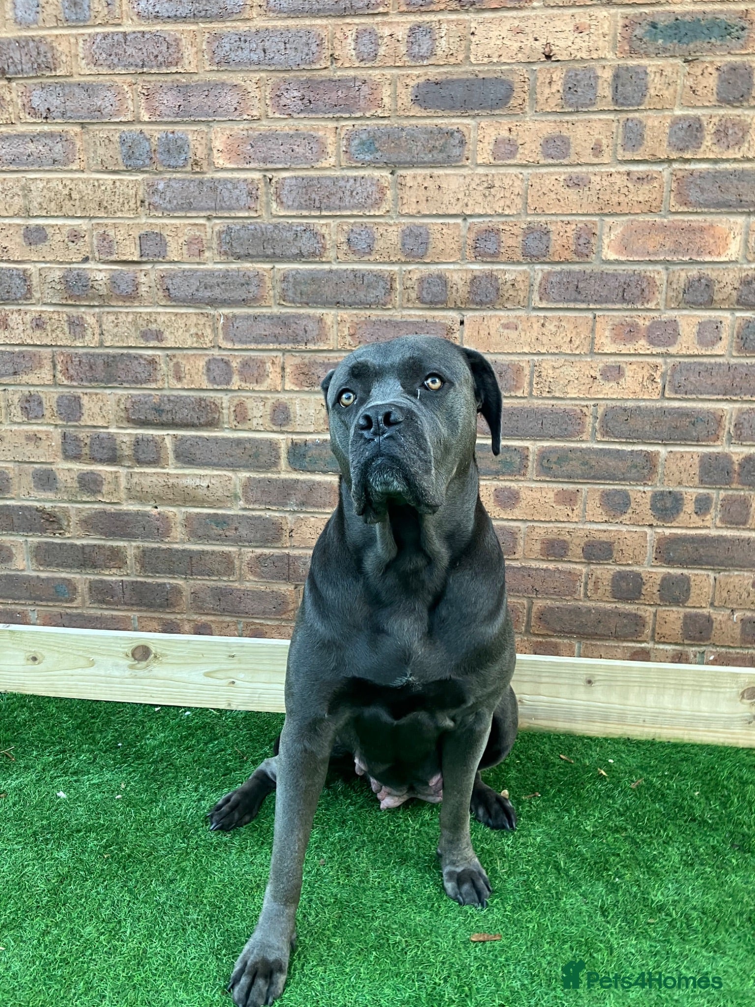 Cane Corso dogs Beautiful cane corso puppies.  - Advert 18