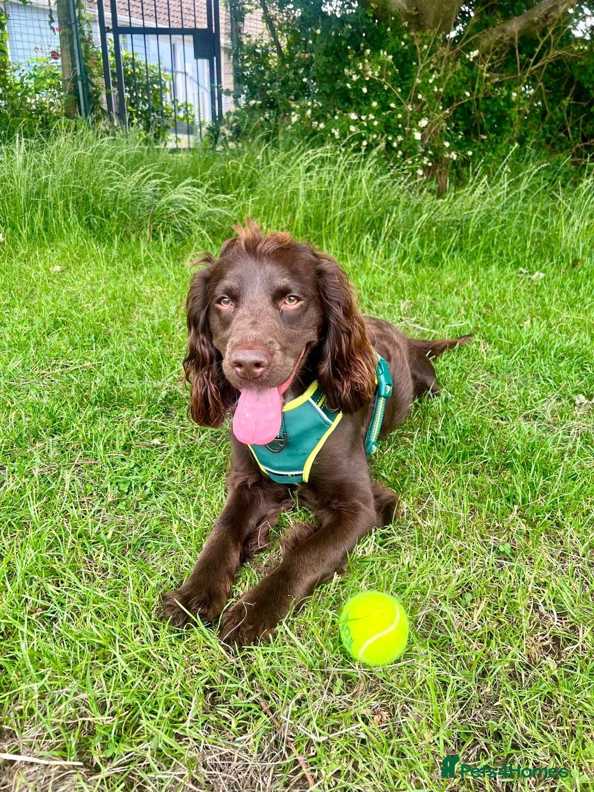 Cocker Spaniel dogs Cocker Spaniel for Stud  - Advert 2