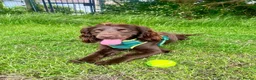 Cocker Spaniel dogs for stud: Cocker Spaniel for Stud  - Advert 1
