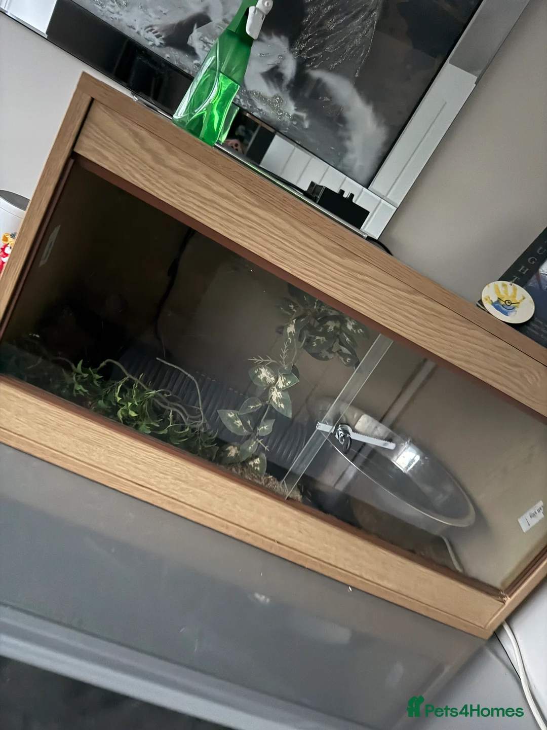 Python Snake reptiles for sale: Royal python with all enclosure and lights - Advert 5