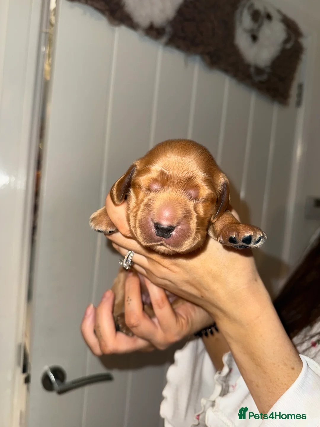 Cocker Spaniel dogs for sale: Show type cocker spaniels - Advert 20