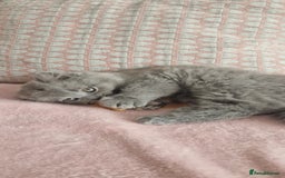 British Longhair cats for sale: ACTIVE REGISTERED BLH GIRL, GCCF, PEDIGREE - Image 12