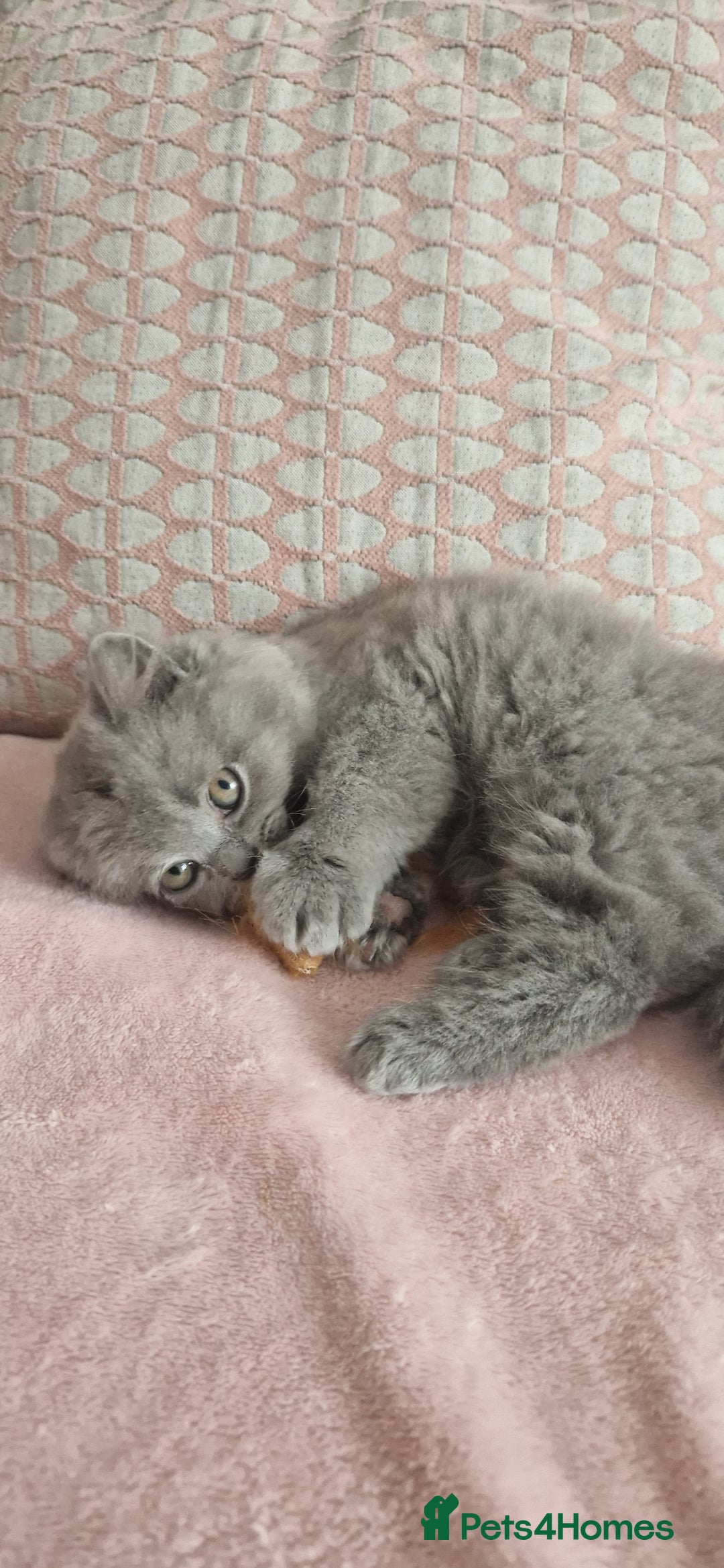 British Longhair cats for sale: ACTIVE REGISTERED BLH GIRL, GCCF, PEDIGREE - Image 12