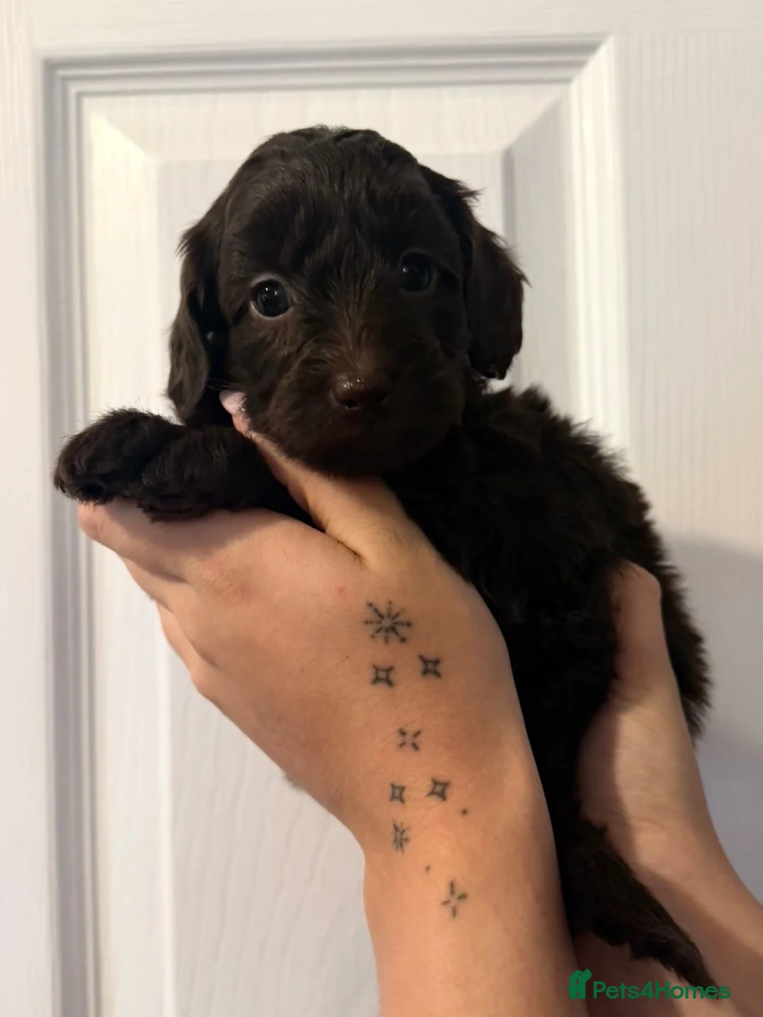Cockapoo dogs for sale: Cockapoo F2b puppies  in Tarporley - Advert 12