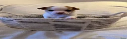 Chihuahua dogs for sale: Chihuahua puppies 3 boys & a girl for sale - Advert 7