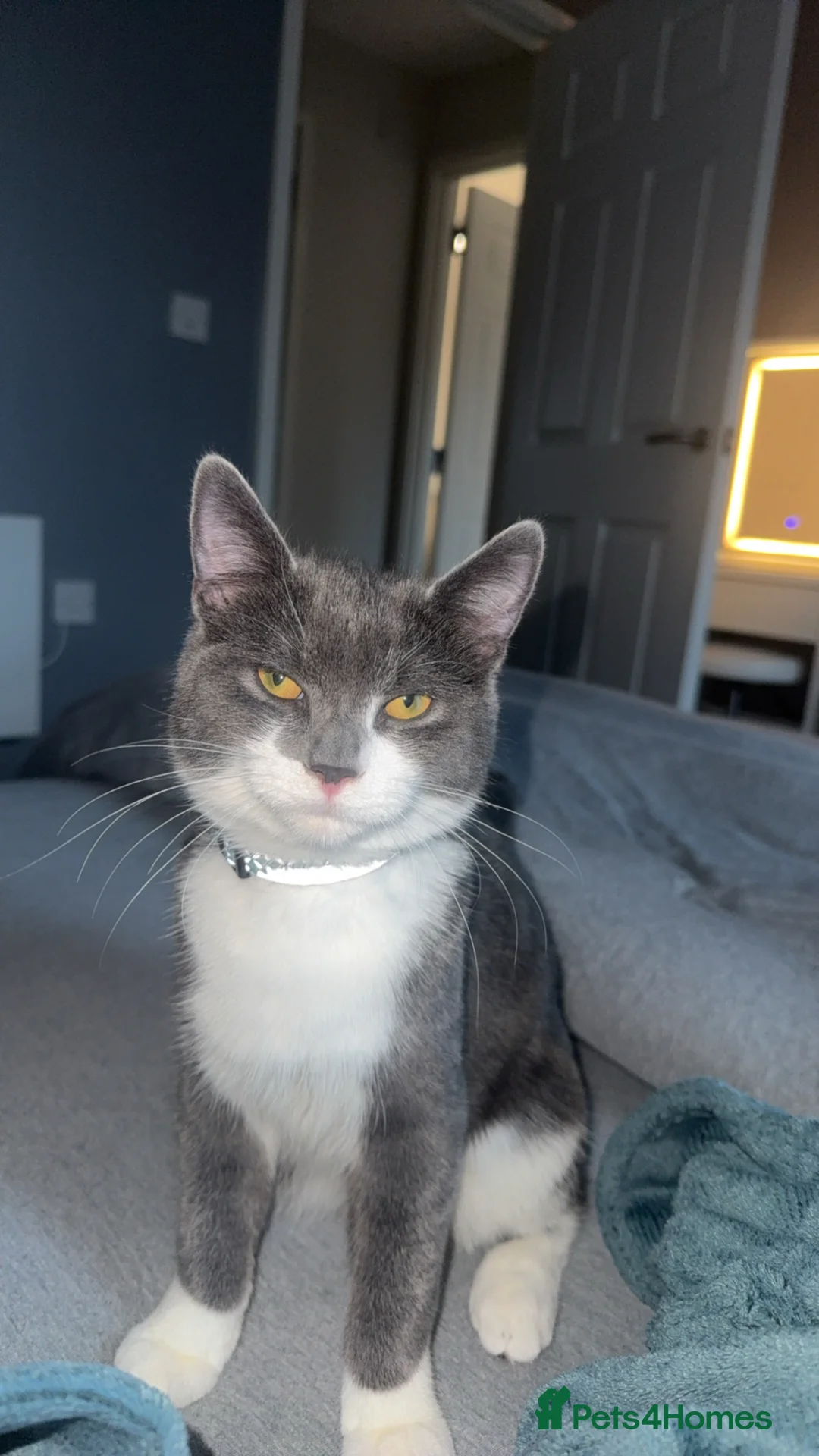 Mixed Breed cats for sale: White and grey short haired  in Manchester - Advert 2