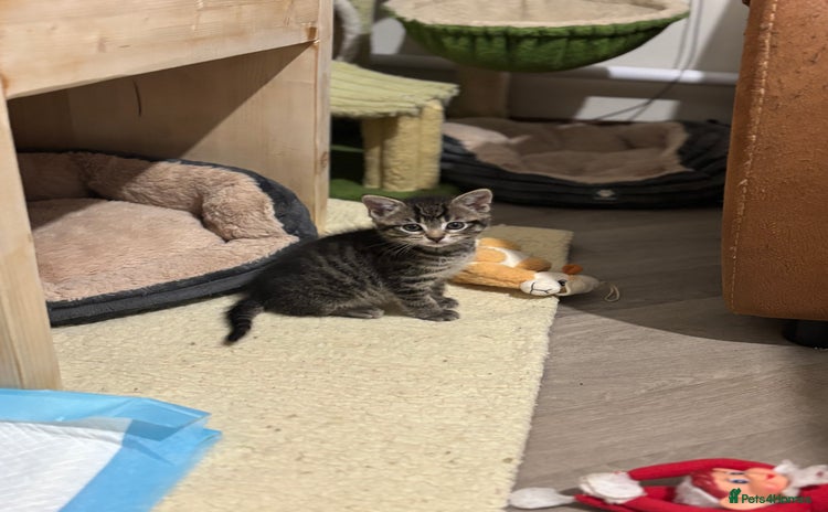 Mixed Breed cats - Advert 1