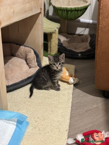 Mixed Breed cats - Advert 1