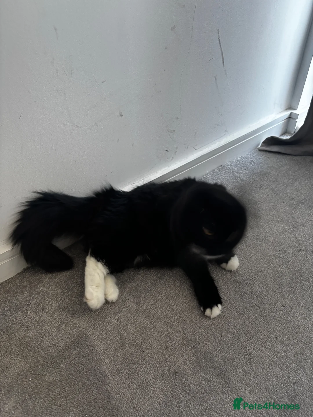 Mixed Breed cats for sale: Cat for sale London in London - Advert 2