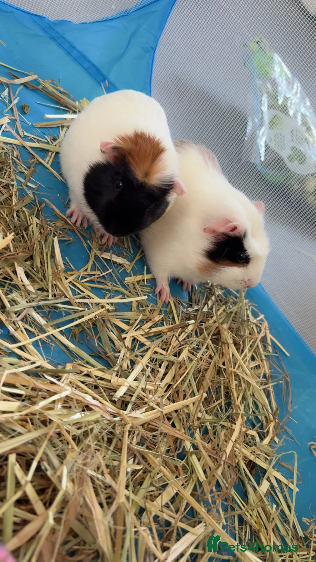 Guinea Pig rodents for sale: Female guinea pigs in need of a loving home!!! in Banbury - Advert 1