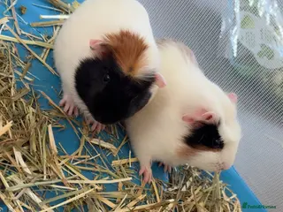 Guinea Pig rodents Female guinea pigs in need of a loving home!!! - Advert 4