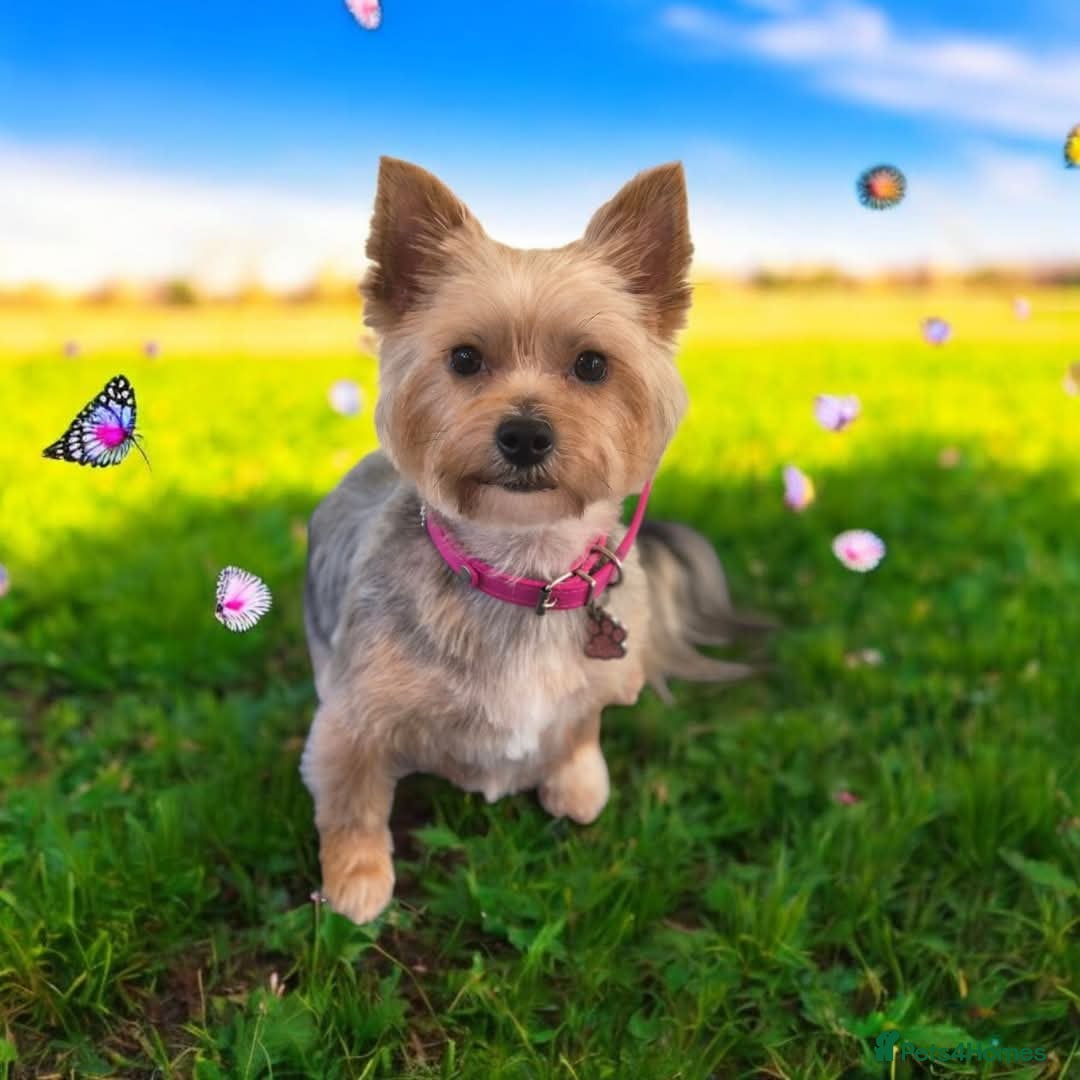 Yorkshire Terrier dogs for sale: Yorkshire Terrier Puppies 2 Boys and 1 Girl - Advert 12