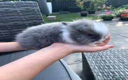 Lionhead rabbits for sale: 7 Beautiful double mane Lionhead Bunnies  - Image 3