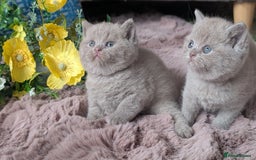 British Shorthair cats for sale: Best quality Gccf registered lilac kittens  - Image 15