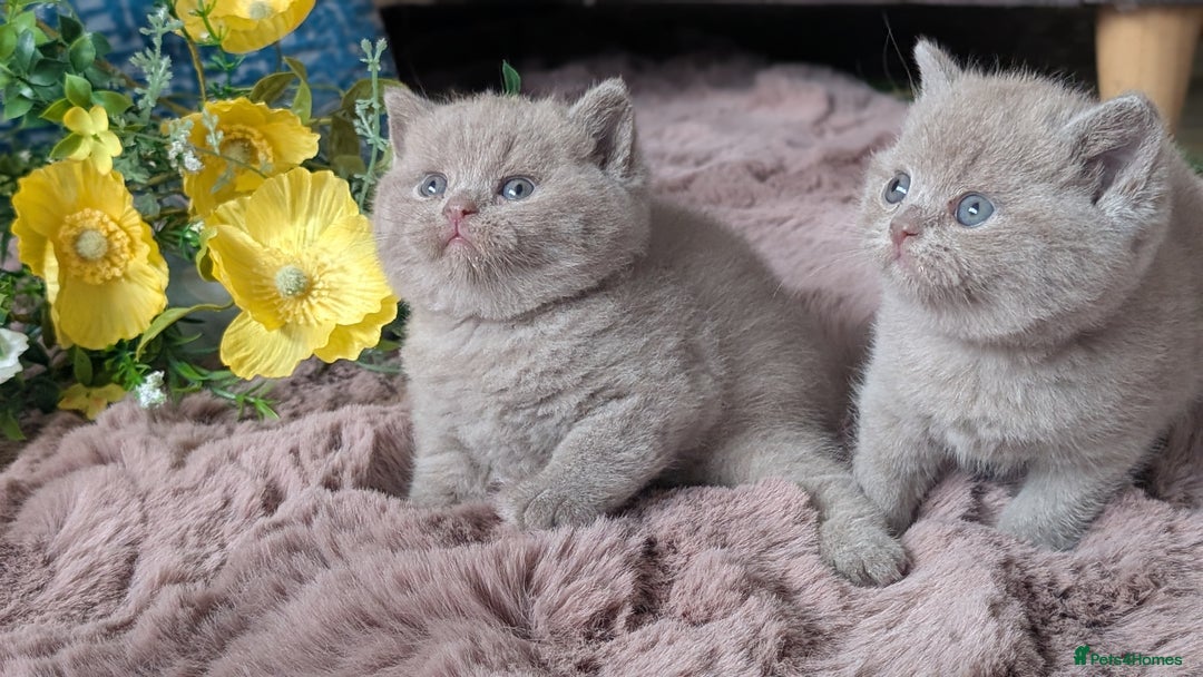 British Shorthair cats for sale: Best quality Gccf registered lilac kittens  - Image 15