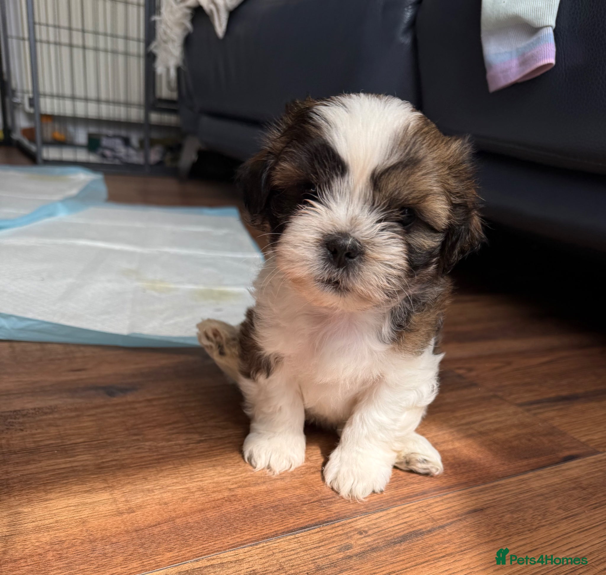Shih Tzu dogs Purebred Shih Tzu Puppies Looking for Loving Homes - Advert 13