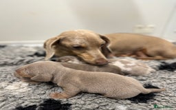 Miniature Dachshund dogs for sale: 5⭐️ Licensed. Kc registered tiny mini Daxis  - Image 7
