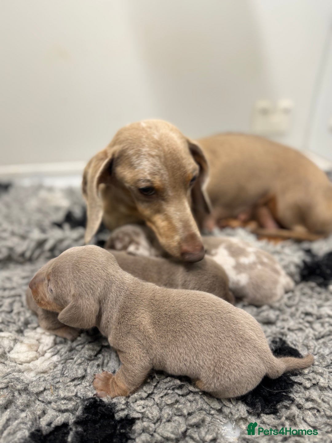 Miniature Dachshund dogs for sale: 5⭐️ Licensed. Kc registered tiny mini Daxis  - Image 7