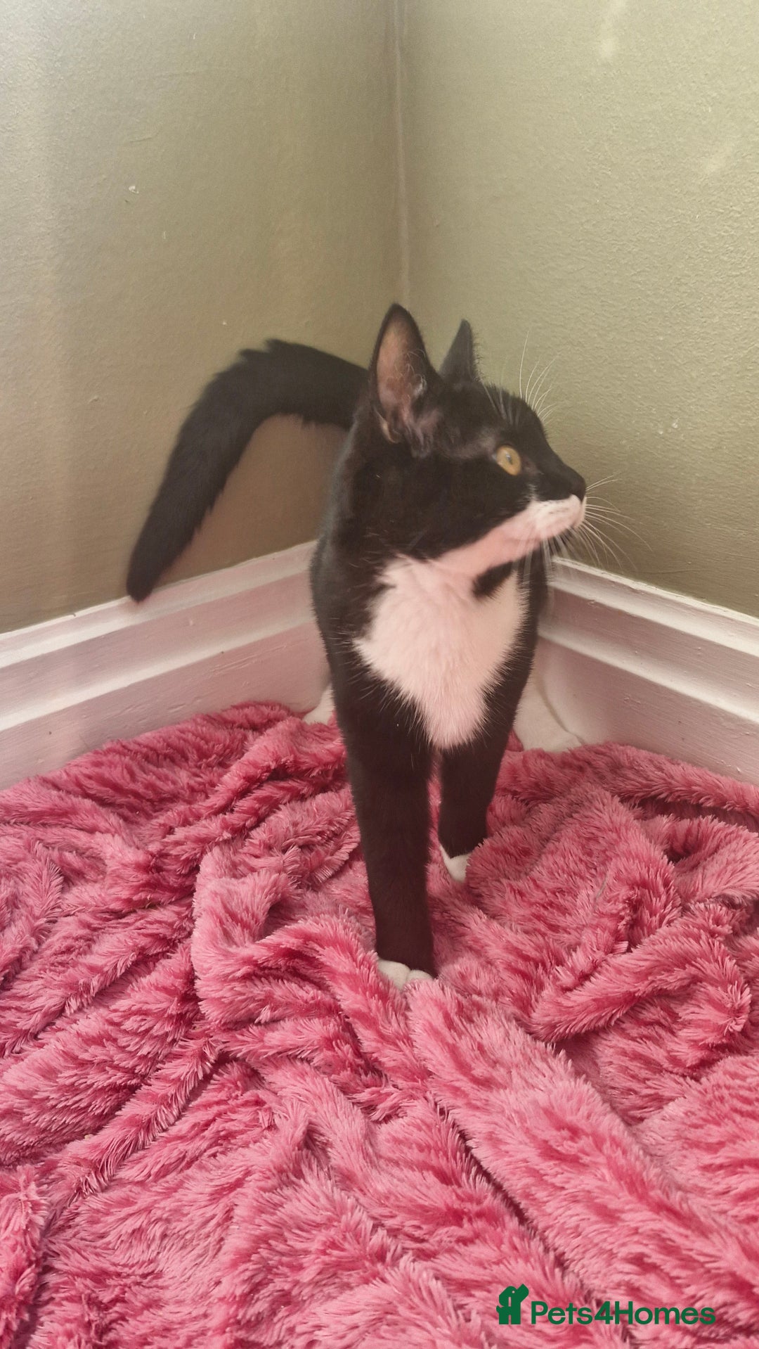 Ragdoll cats for sale: Siblings in desperate need of a good home  - Advert 4